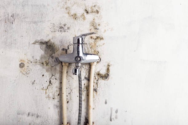 Best HVAC Mold Remediation in Clearwater, MN