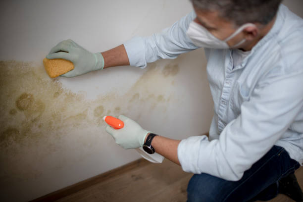 Best Crawl Space Mold Remediation in Clearwater, MN