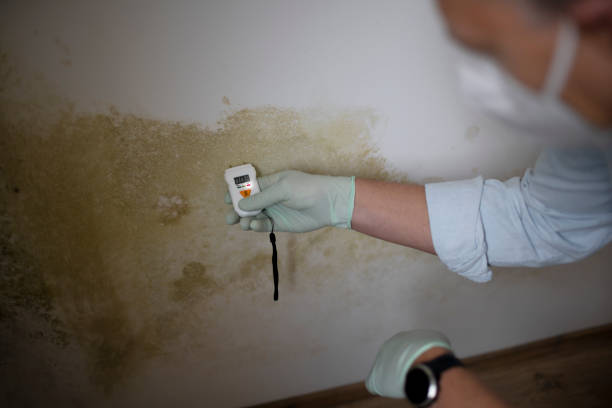 Best Mold Remediation for Schools in Clearwater, MN