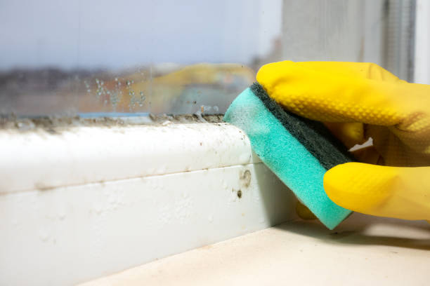 Best Emergency Mold Remediation in Clearwater, MN