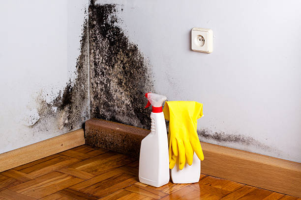 Best Industrial Mold Remediation in Clearwater, MN
